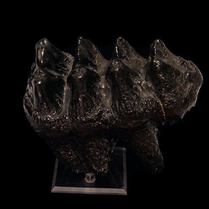 Mammal Teeth & Fossils