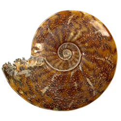 Ammonites