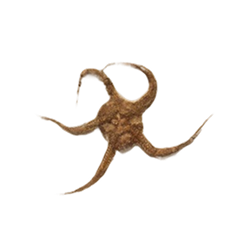 Brittle Stars & Starfish