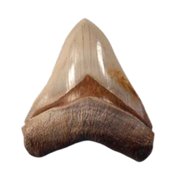 Fossil of the Month - Complete Listing