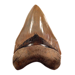 Megalodon Shark Teeth