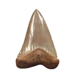 Great White Shark Teeth