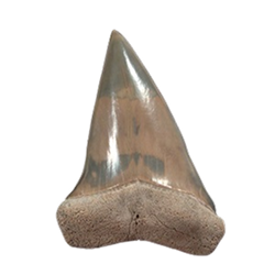 Mako Shark teeth - Big toothed Mako