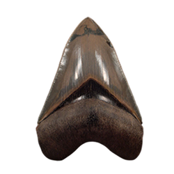 Museum Quality Fossils