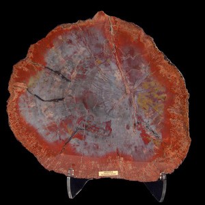 Plant Fossils